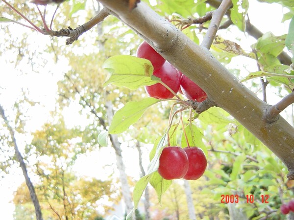 【秋】赤い実