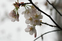 雨上がりの桜