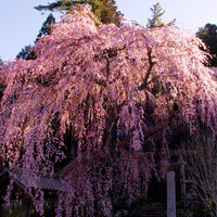 【おだやかに・・・春】くまちゃん的森山神社のしだれ桜