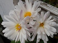 白い小菊（11/28に撮影）