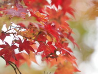秋風の紅葉