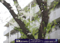 桜颪２
