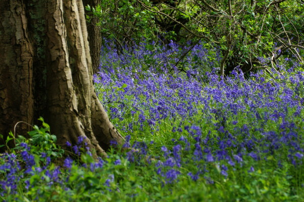 青の林床