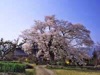 【おだやかに・・・春】 松源寺の門前桜・満開