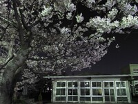 【桜】夜の校庭に咲く