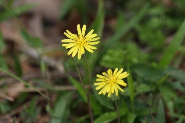 黄色の花　ジシバリ