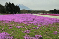 しば桜を見に富士へ