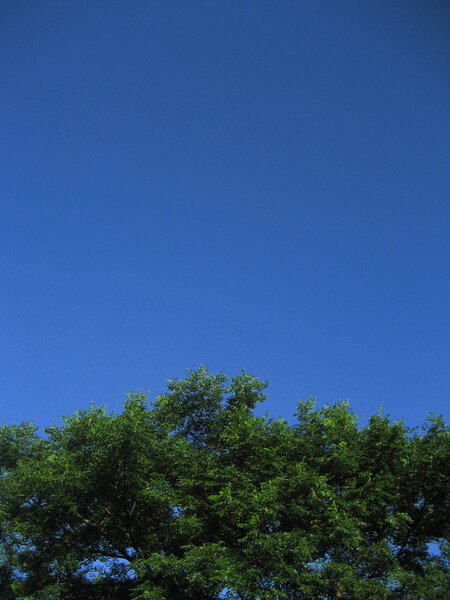 【緑】と空