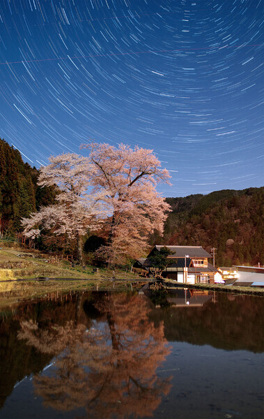 【おだやかに・・・春】くまちゃん的苗代桜