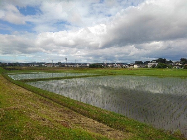 雲が映り込む水田