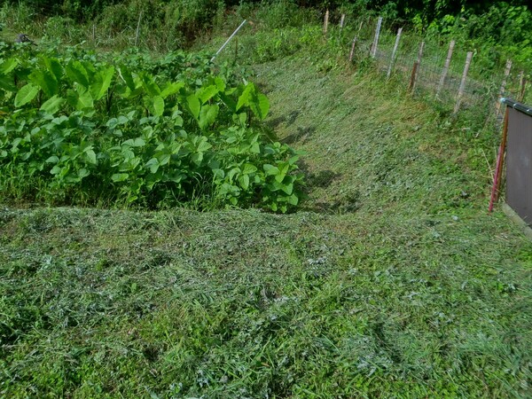 里芋周辺の草刈