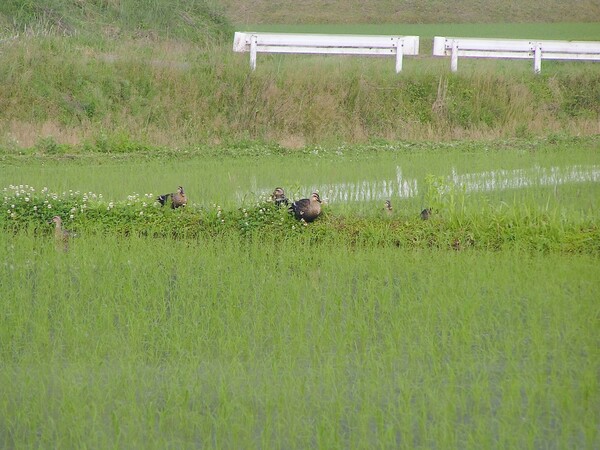 カルガモ居残り部隊の朝食と田の風景