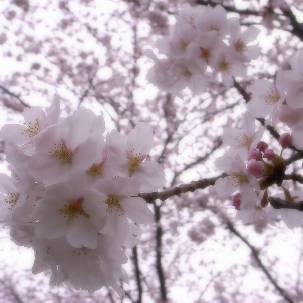 【桜】ほのかな香り