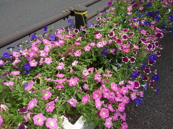 宇都宮駅のプランターの花