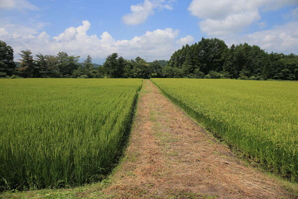 残【暑】お見舞い申し上げます