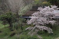 長野県の桜