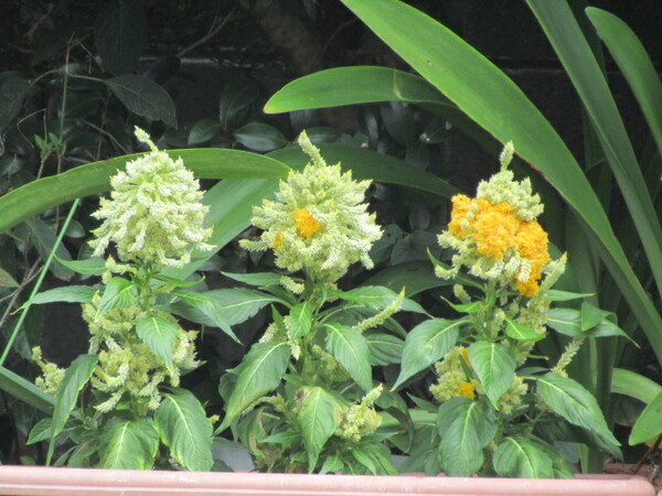 花壇に３つの可愛い花が競い合い
