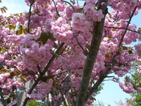 5月の八重桜