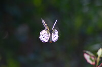 冬の蝶