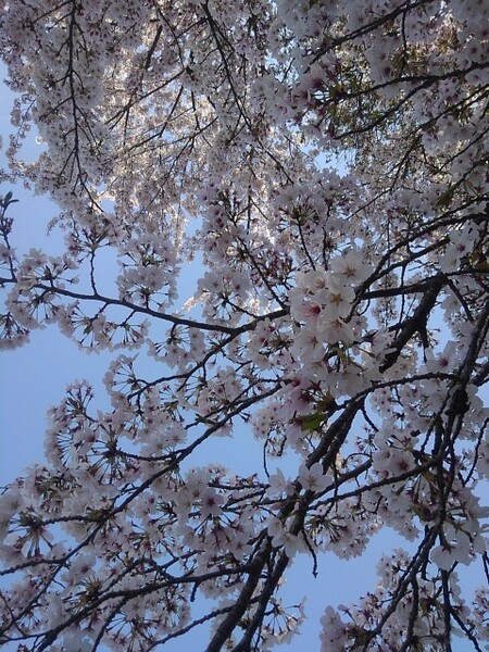 青空と桜の花（4/13に撮影）