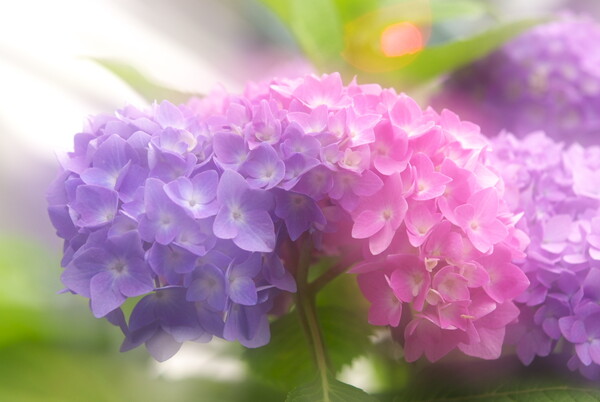 紫陽花の季節3