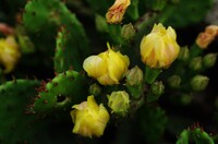 サボテンの花