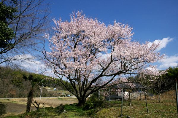 【花のある情景】一人ぼっちの桜