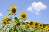 【夏の日】それらしい景観