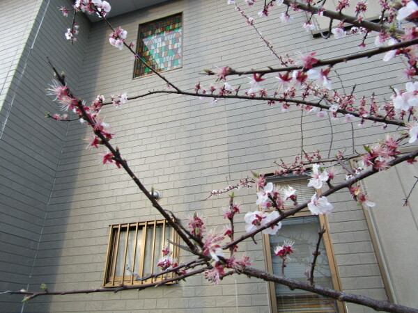 暖かい春＆桜を　蔵出汁です