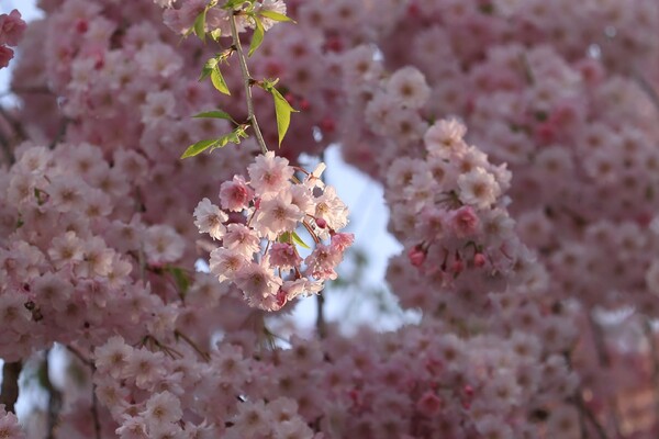 ピンク・ホール?