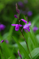 紫の蘭