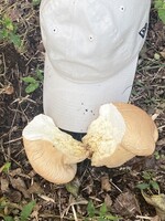 食パンキノコ、割ってみたら