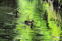 緑彩の池に訪鳥・・・