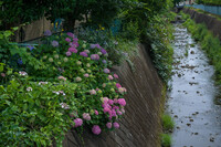 川辺の紫陽花