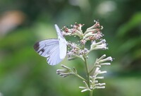 白い蝶のはばたき