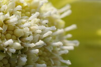 フキノトウの花