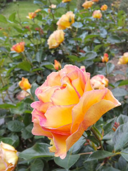 薔薇の花見