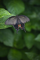黒いアゲハチョウ
