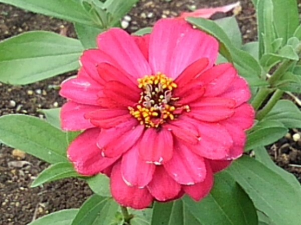 花壇の蛍光ピンクっぽい花