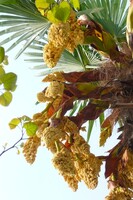 棕櫚の花