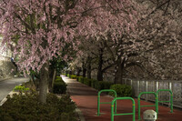 夜桜、競演