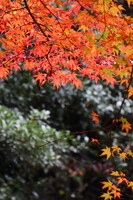 仏通寺の紅葉