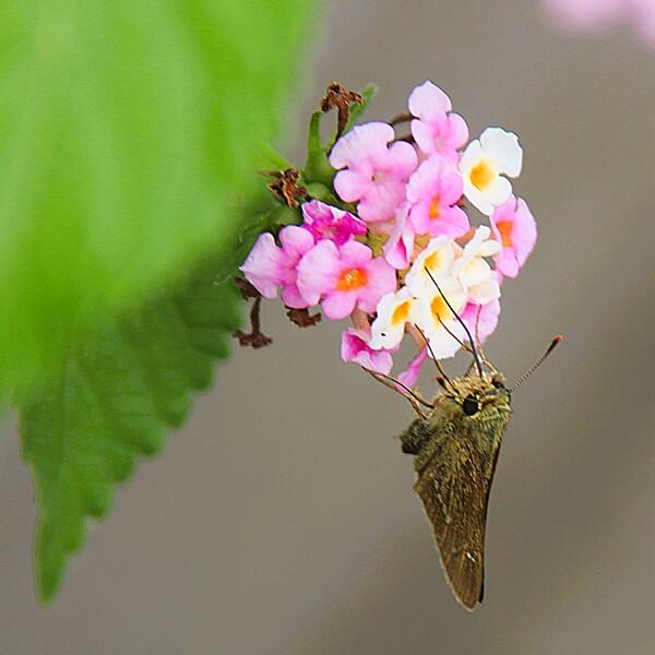ランタナの花とセセリ
