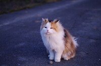 南風