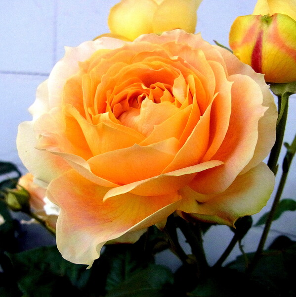 床屋さんの玄関のバラの花　２