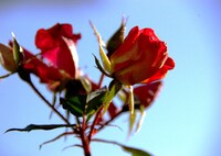 【２００８】冬の薔薇
