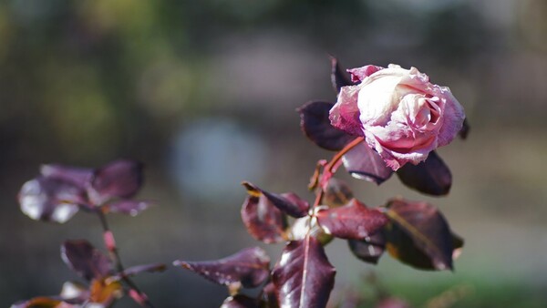 寒の薔薇