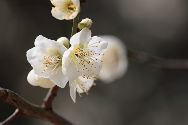 広島縮景園の白梅