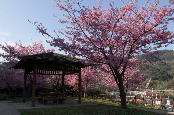島の桜