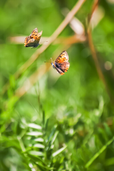 【生き物景色】懸命な蝶飛行